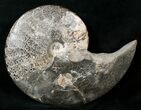 Placenticeras Ammonite From South Dakota #15725-1